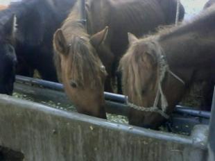 山西運城養(yǎng)羊的盈利前景與投資建議
